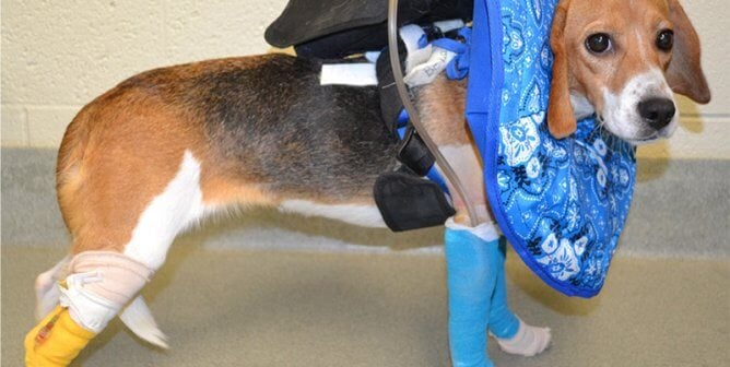 Beagle who is being used for experiments