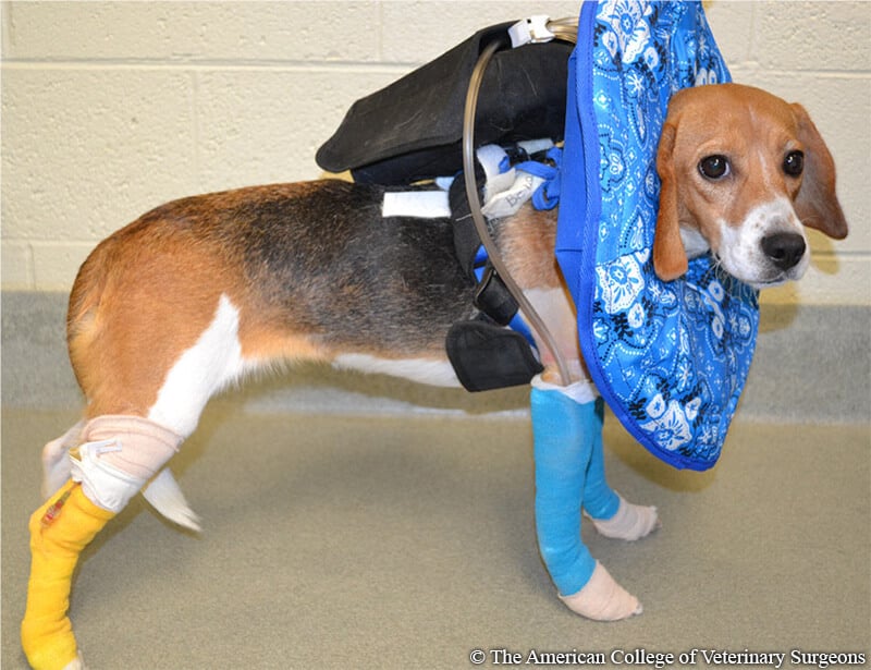 Beagle who is being used for experiments