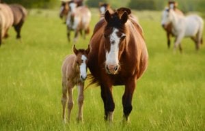 Brown and white horses stand together in field