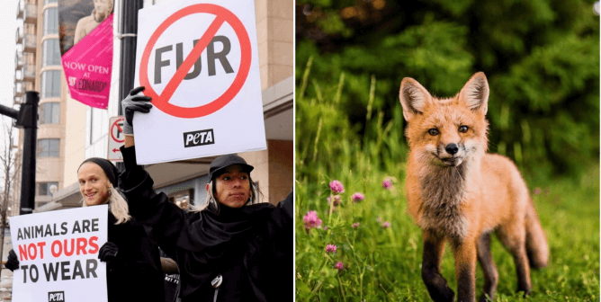 People holding signs against selling/wearing fur, a fox in a meadow