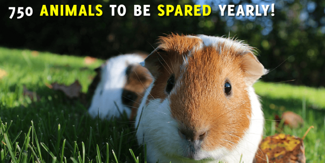 Guinea pigs with victory text reading, "750 animals to be spared yearly"