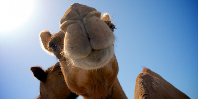 giza pyramids victory