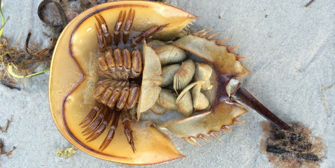 horseshoe crabs