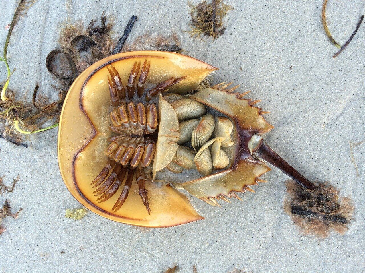 horseshoe crabs