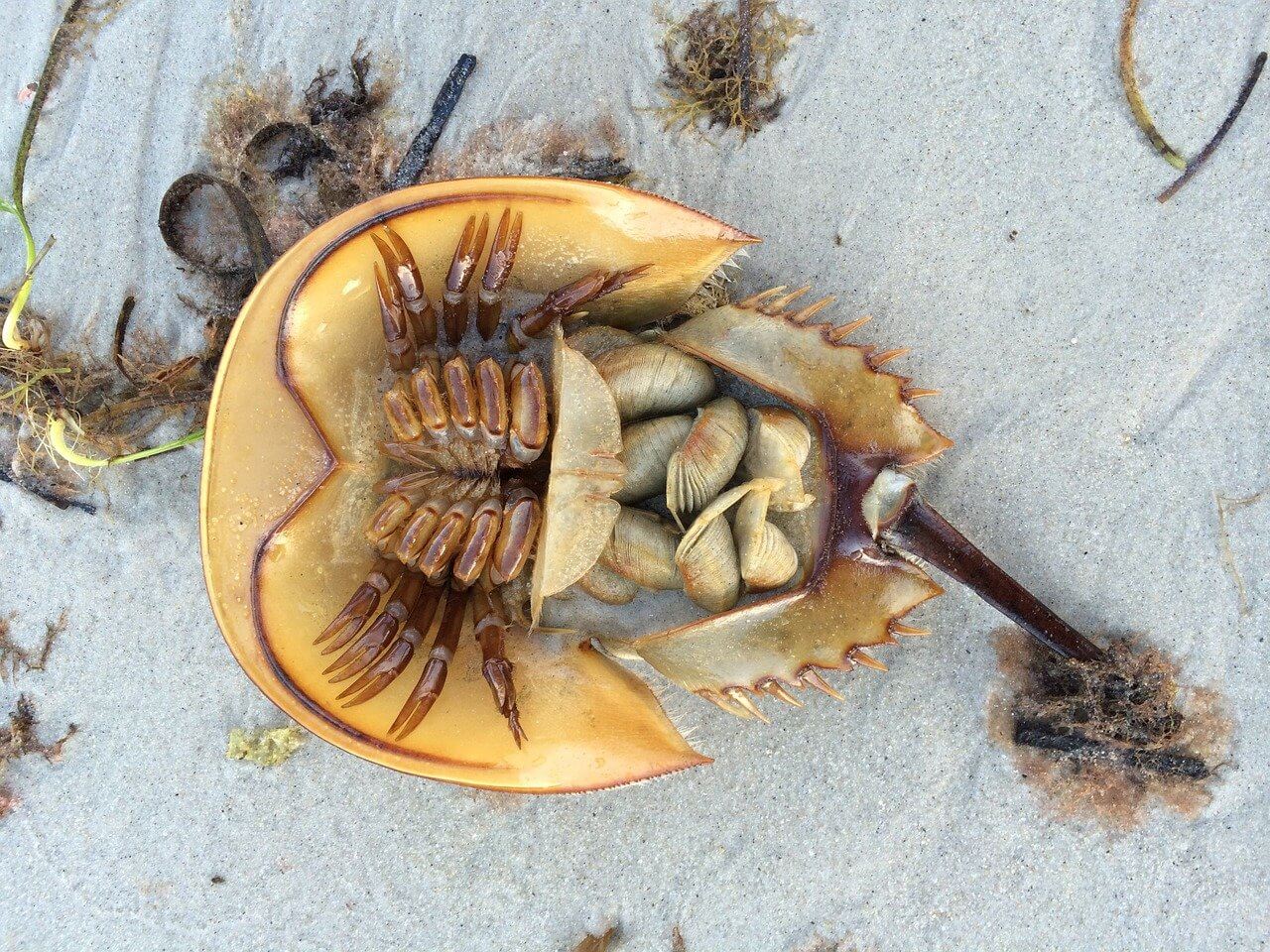 Human Greed Bleeding Horseshoe Crabs To Extinction Peta