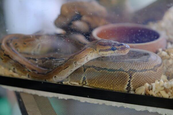 Brown snake curled up in small aquarium