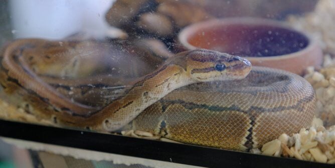 Brown snake curled up in small aquarium