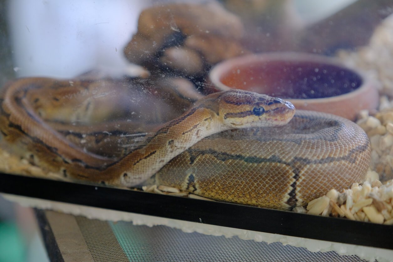Brown snake curled up in small aquarium