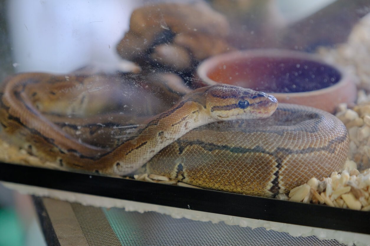 Do Snakes Make Good Companions?