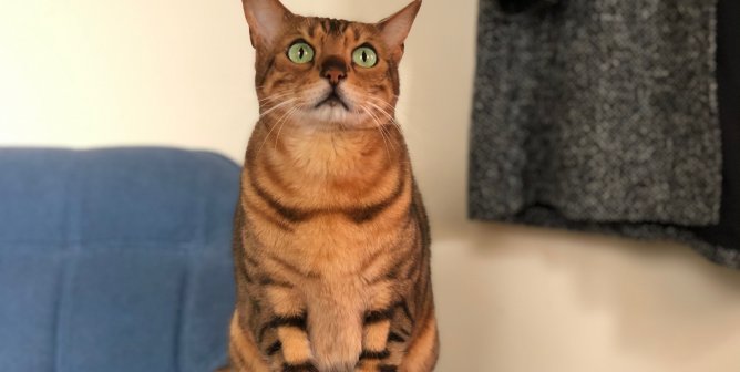 Indigo looking at something fascinating above her head