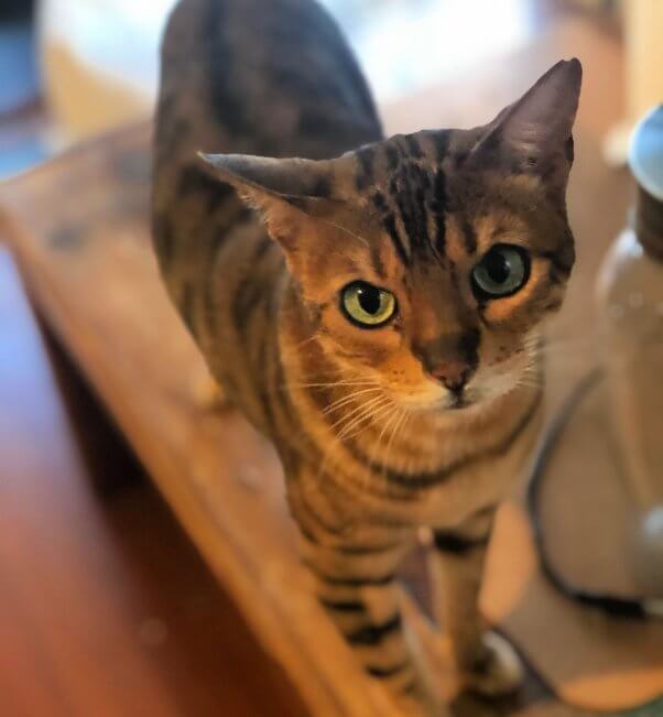 Indigo, a green-eyed Bengal cat rescued by PETA