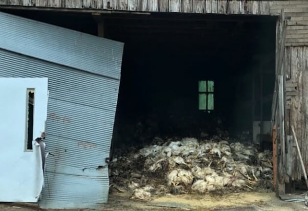 large pile of dead chickens in a shed