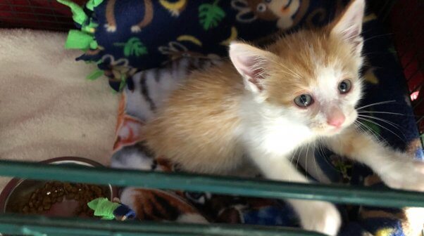 Mikey peeking up out of crate after being rescued from sewer