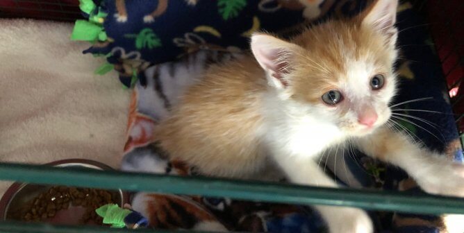 Mikey peeking up out of crate after being rescued from sewer