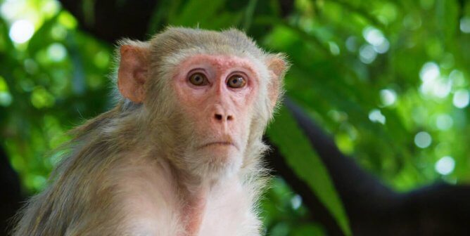 Rhesus Macaque monkey in front of tree