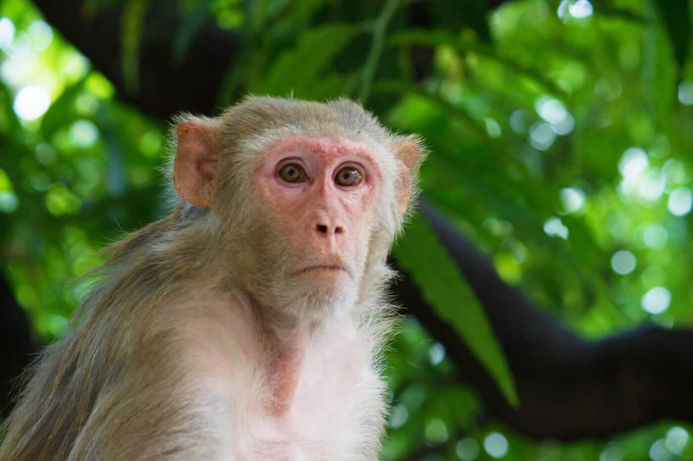 Rhesus Macaque monkey in front of tree