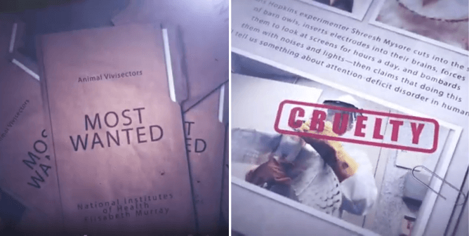 Most wanted animal vivisectors