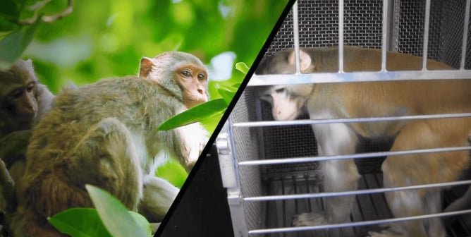 There’s No Monkey Shortage for COVID-19 Experiments Because NO Monkeys Are Needed