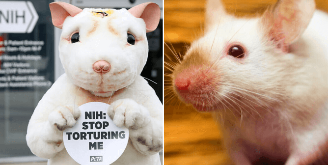 mouse demo at nih, mouse with brown background