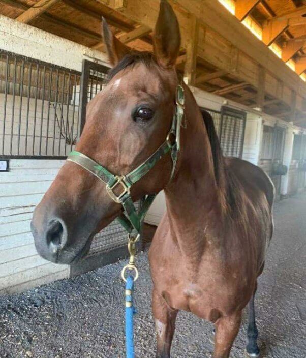 former racehorse Pastel saved from slaughter