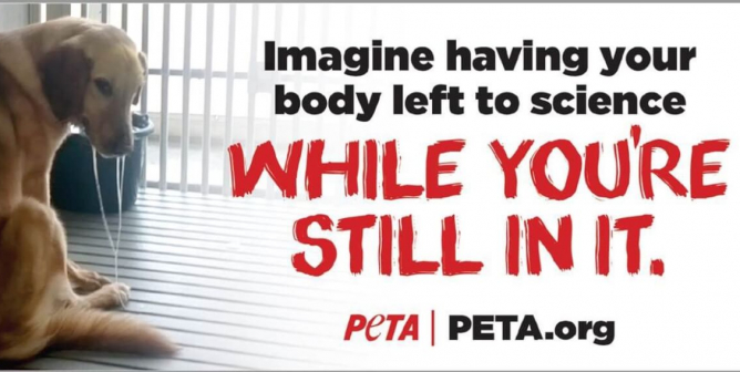 Texas A&M Peony dog lab bus ad