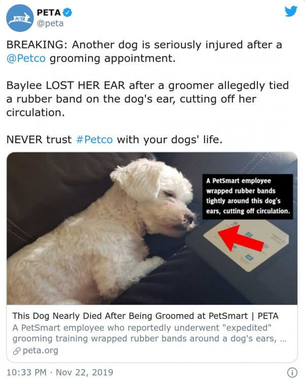 Petco groomer tied a rubber band around the ear of a dog named Baylee