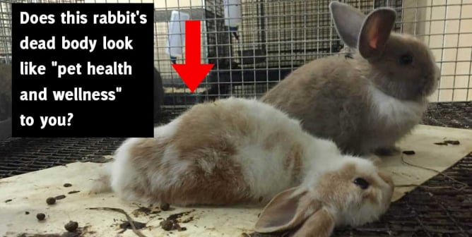 Don't Fall for Petco's Humane-Washing Ruse