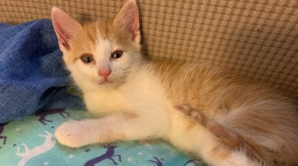 Orange and white tabby kitten after rescue from sewer