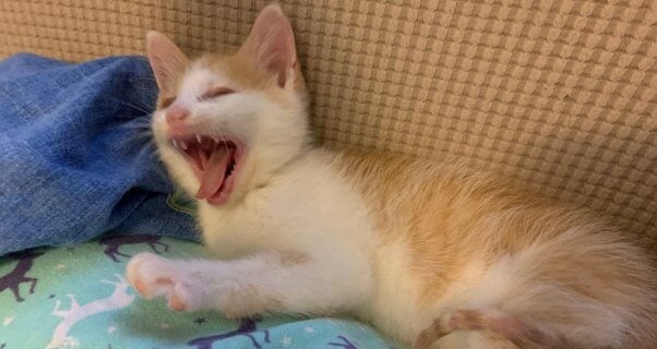 Cute tabby kitten yawning after being rescued from sewer