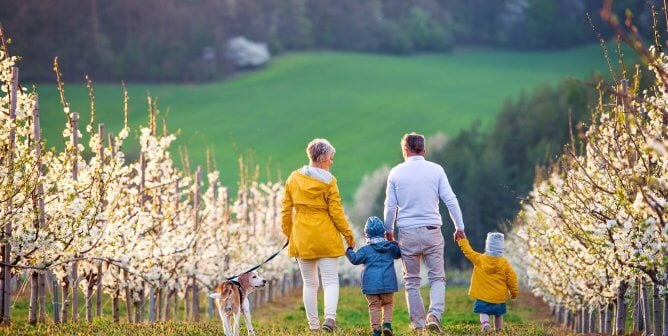 Rear view of senior grandparents with toddler grandchildren and dog walking in orchard in spring.