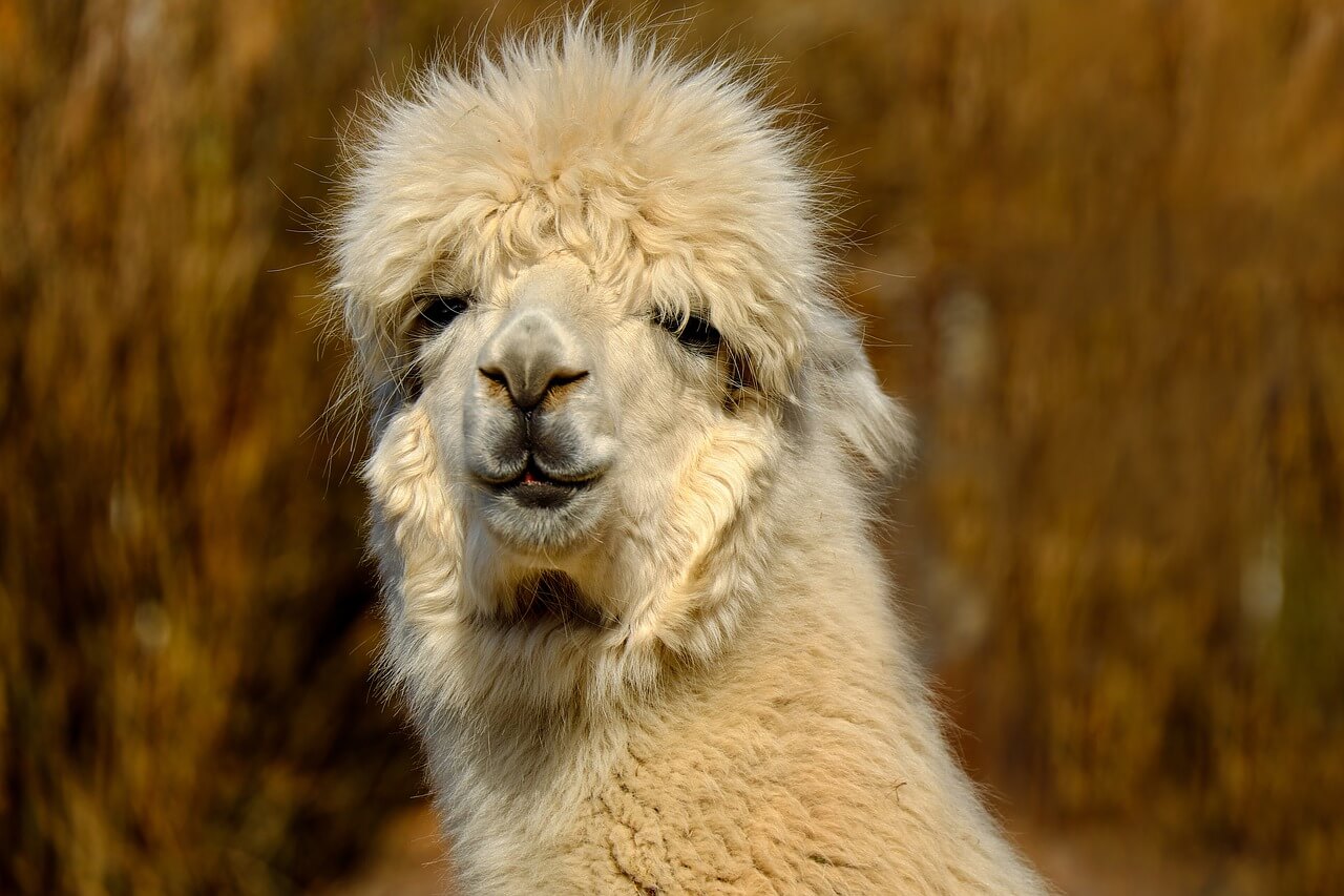 Columbia Sportswear Bans Alpaca Fleece After Seeing PETA Exposé