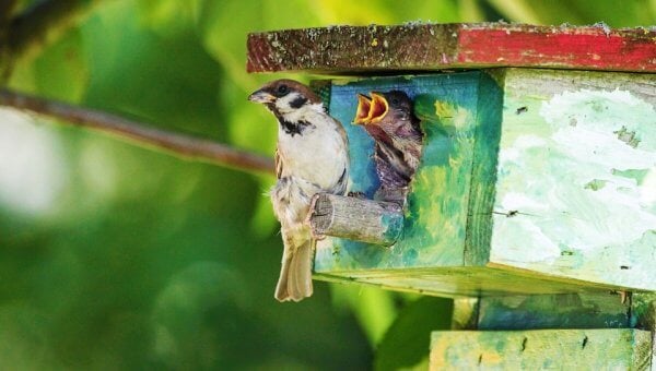 Three sparrows sit on or in a birdhouse