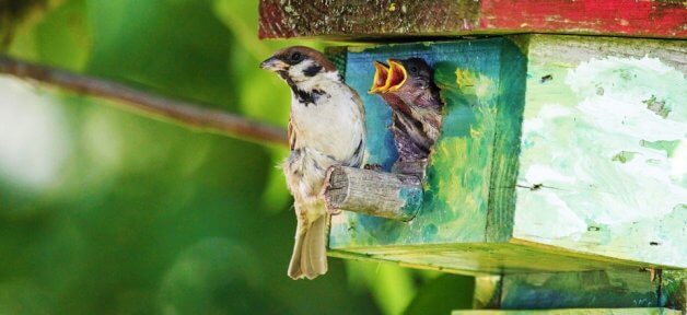 Three sparrows sit on or in a birdhouse