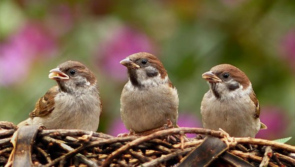 PETA sues LSU over Chrstine Lattin experiments on birds