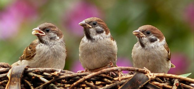 PETA sues LSU over Chrstine Lattin experiments on birds