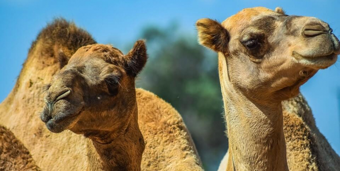 Two camels stand side-by-side with a blue background