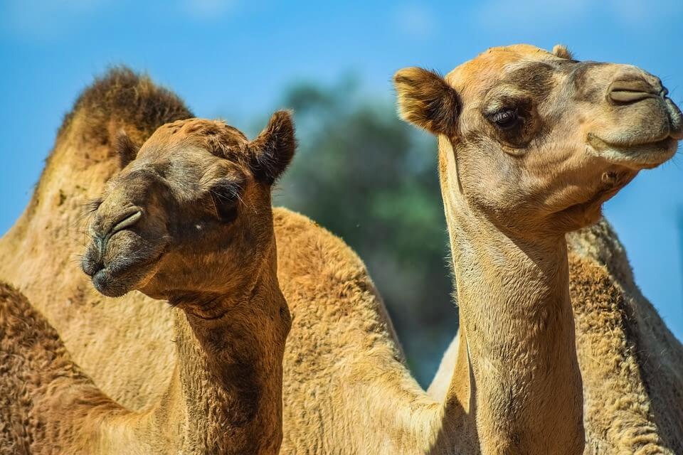camels reportedly given Botox injections for saudi beauty pageant