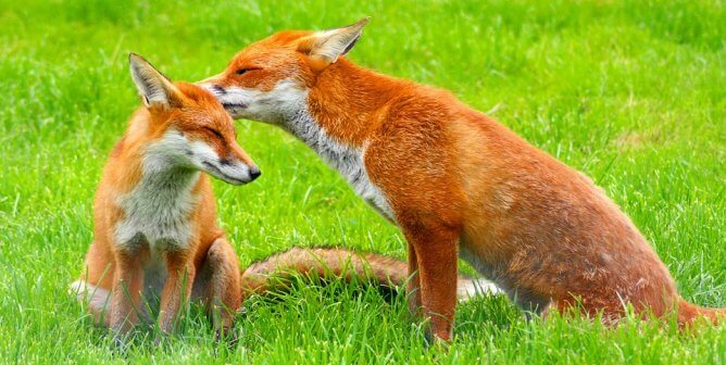 Finally! Neiman Marcus Joins Hundreds of Other Brands in Nixing Fur