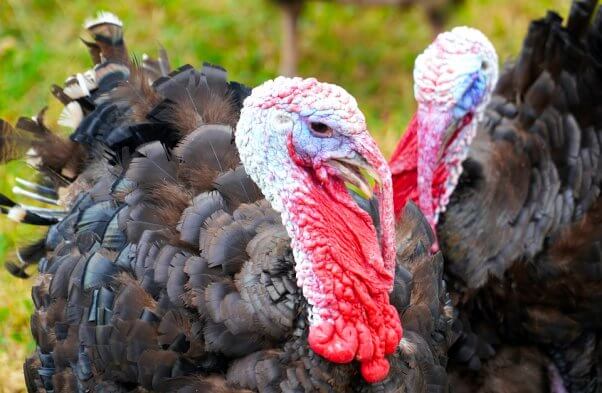 Two turkeys stand in a field