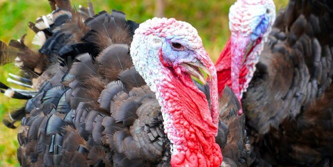 Two turkeys stand in a field