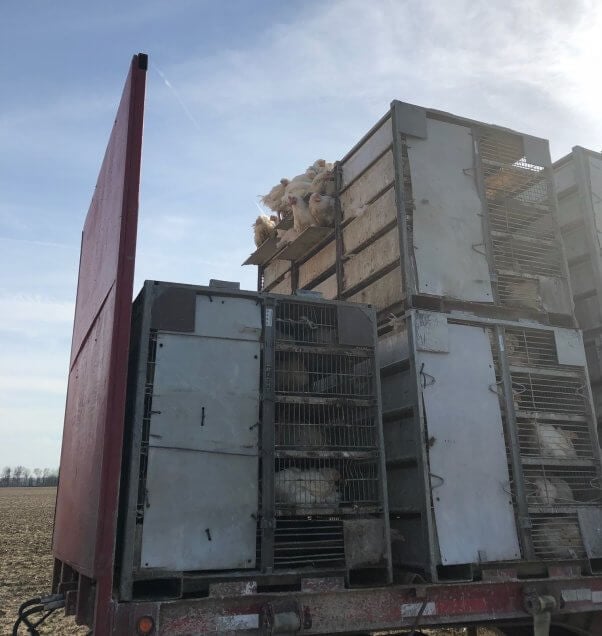 tyson chicken truck with its cage doors open