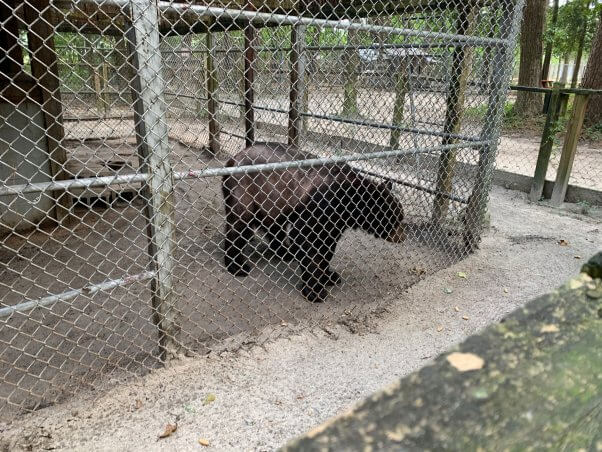 a bear is missing large patches of fur