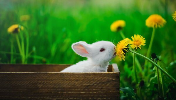 White rabbit eats dandelions while sitting in wooden box