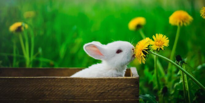 White rabbit eats dandelions while sitting in wooden box