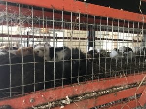 guinea pigs in filthy cages at guinea pig and rabbit breeder facility
