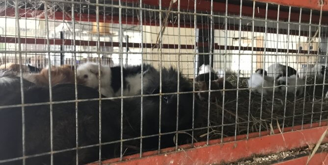 guinea pigs in filthy cages