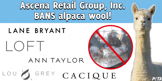 VICTORY! ascena retail Bans Alpaca After Talks With PETA