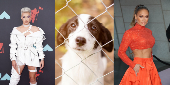 PETA Fires Back at Puppy-Purchasing Celebs With New Campaign