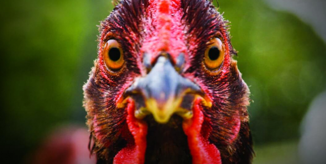 I Want You To Change. Go Vegan. (Chicken)