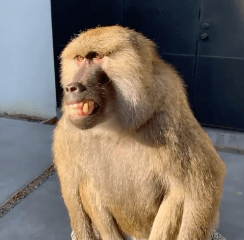 Baboon grimacing 